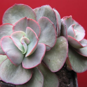 Echeveria Suyon
