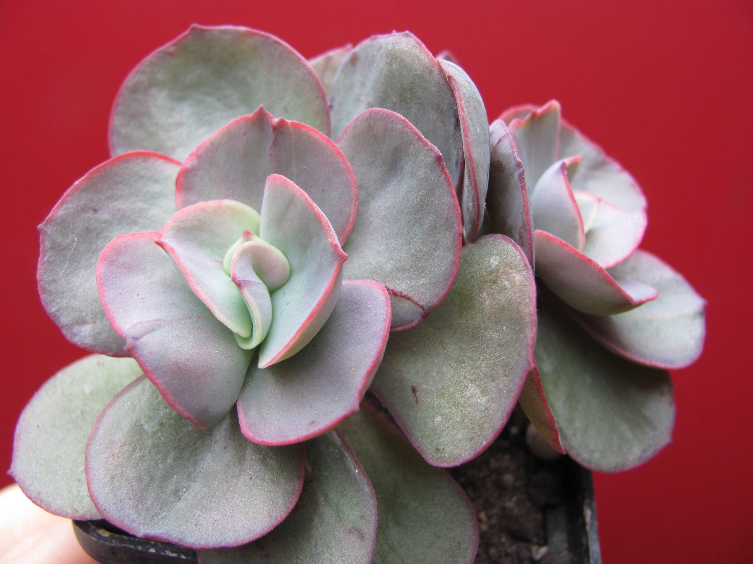Echeveria Suyon