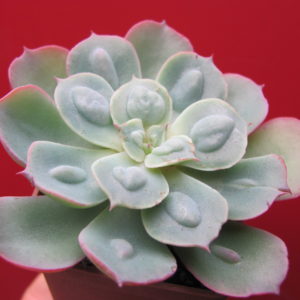 Echeveria Raindrops