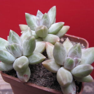 Pachyphytum  compactum  Blue       3 вместе