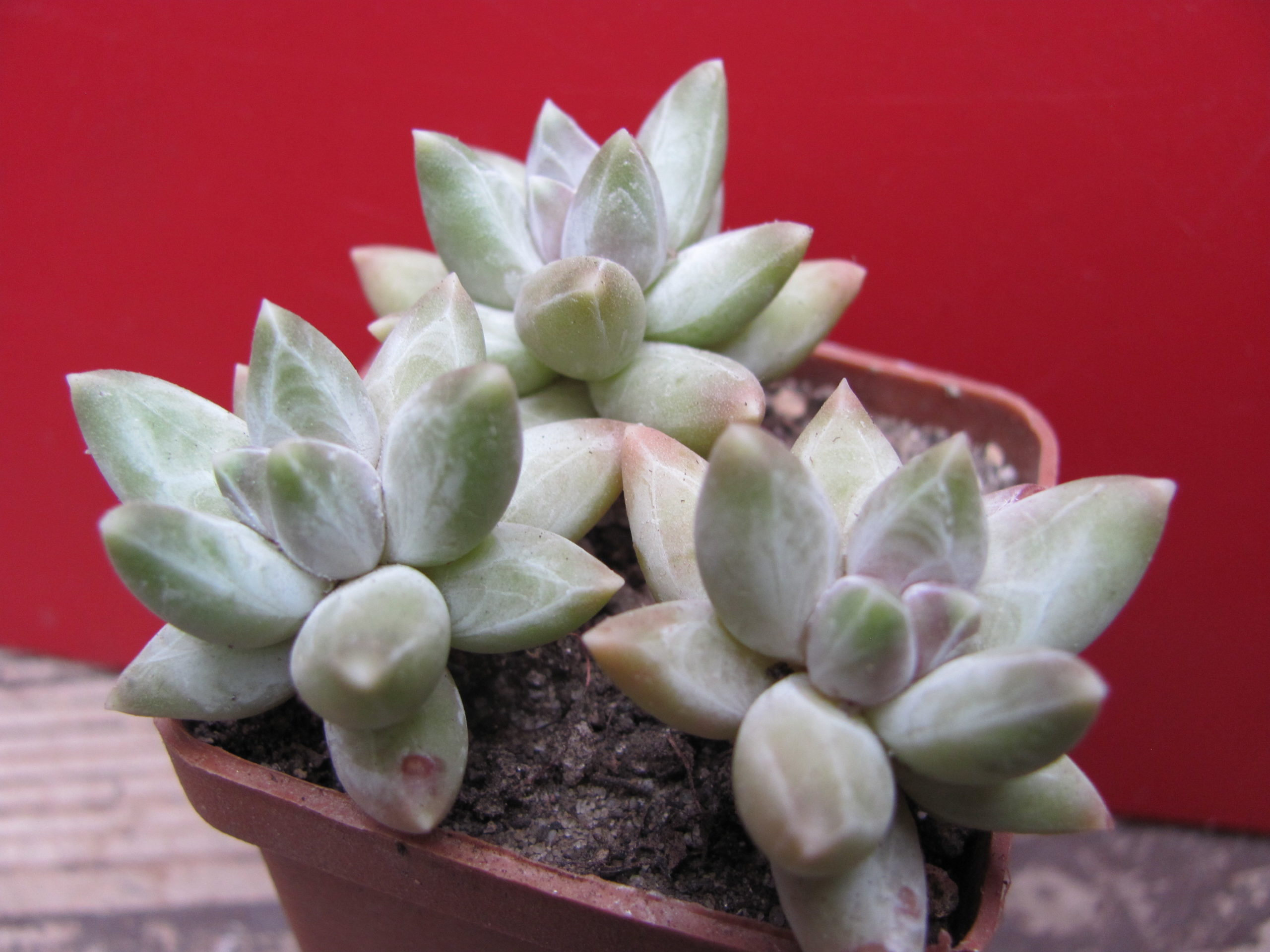 Pachyphytum  compactum  Blue       3 вместе