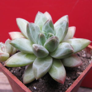 Pachyphytum compactum  *Purple Diamond*  hybr.