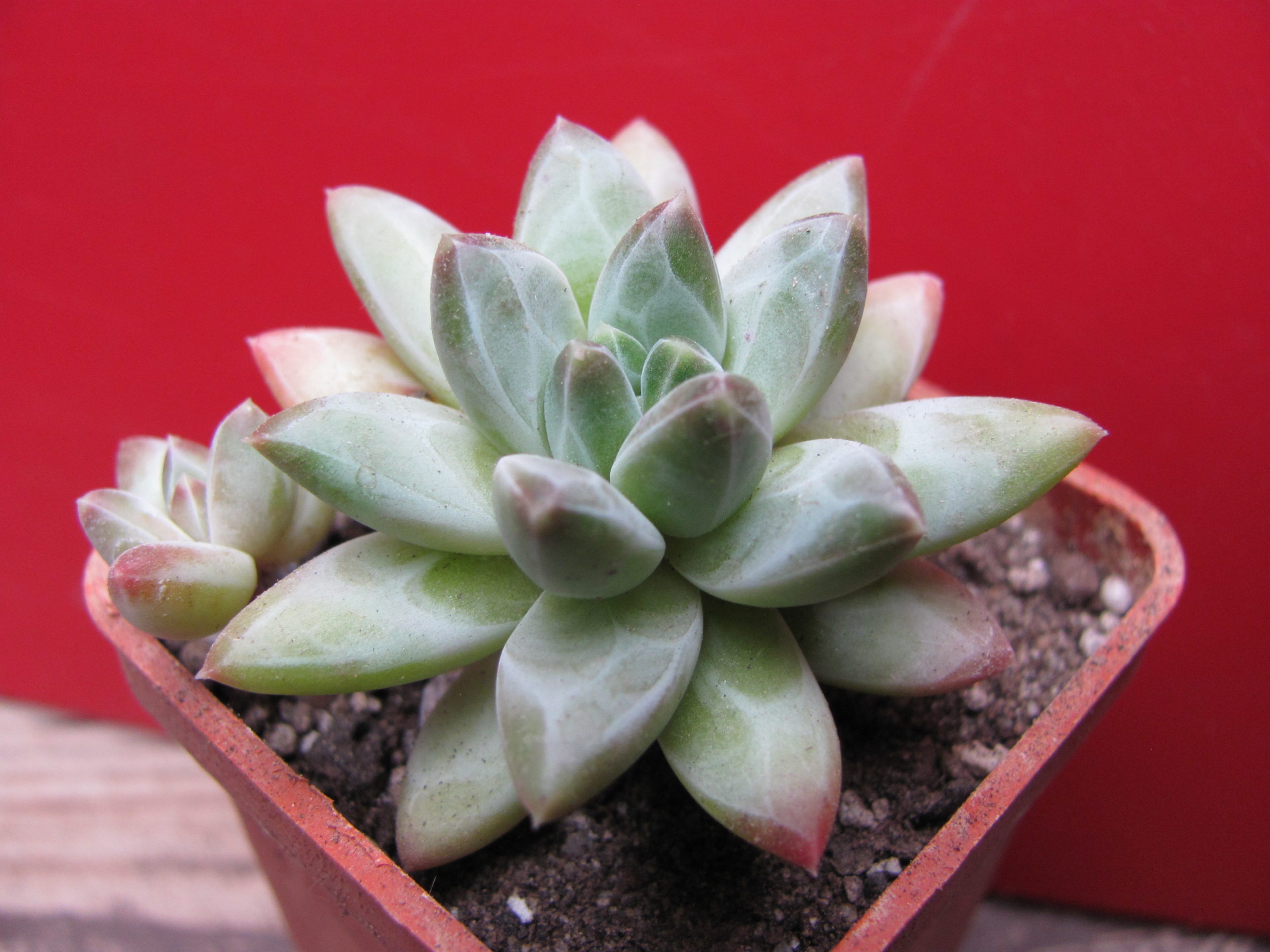 Pachyphytum compactum  *Purple Diamond*  hybr.