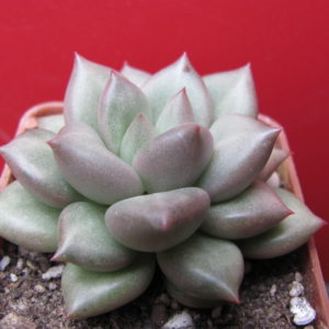Echeveria Van Keppel