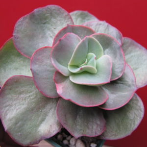 Echeveria Suyon