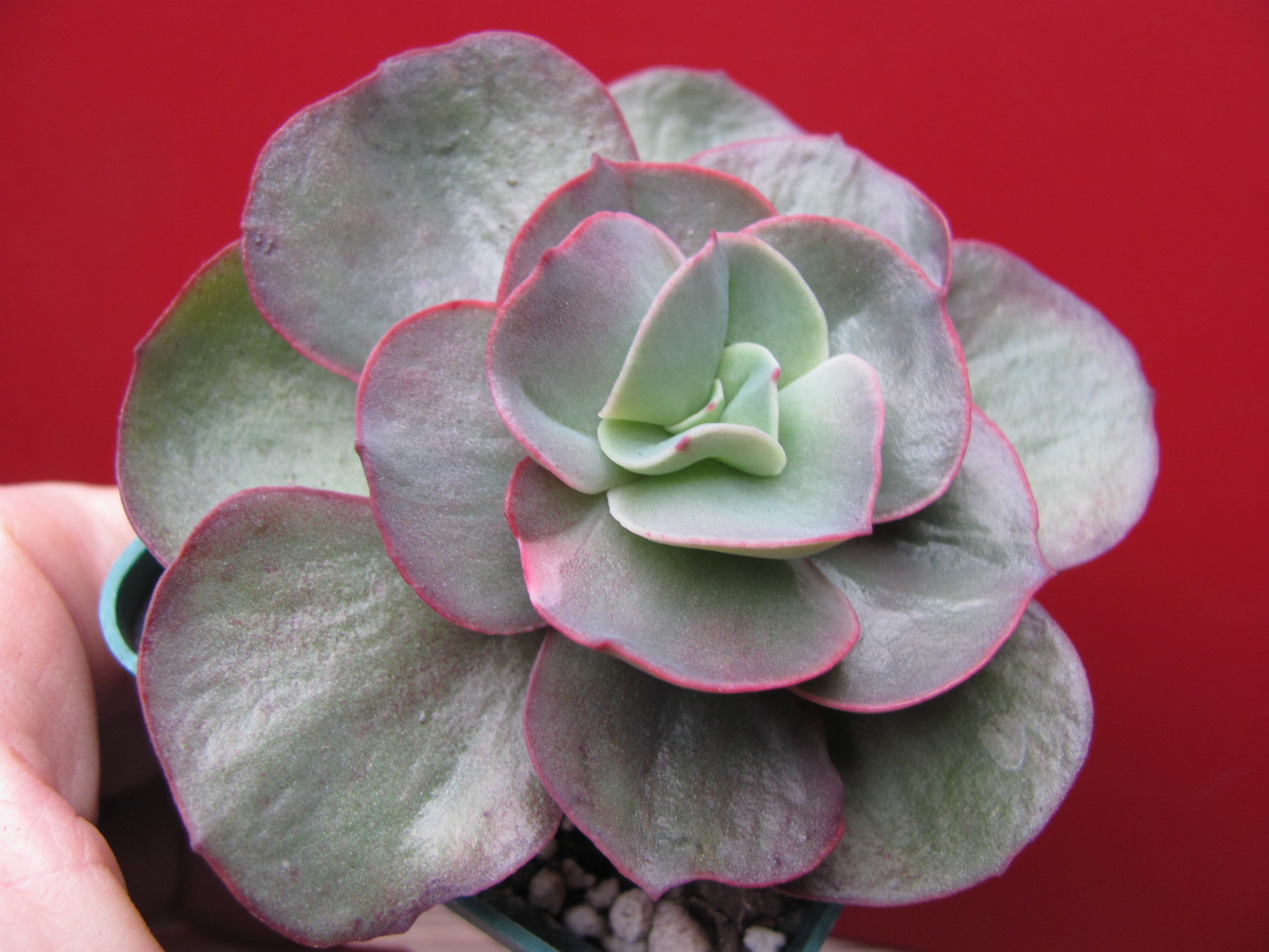 Echeveria Suyon