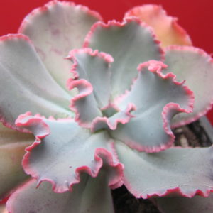 Echeveria    Virginia Lee