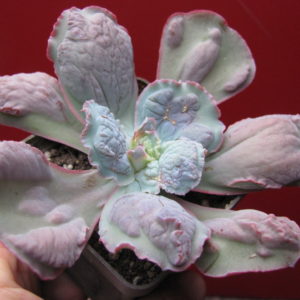 Echeveria Linguas