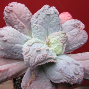 Echeveria Linguas