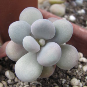 Pachyphytum Pink