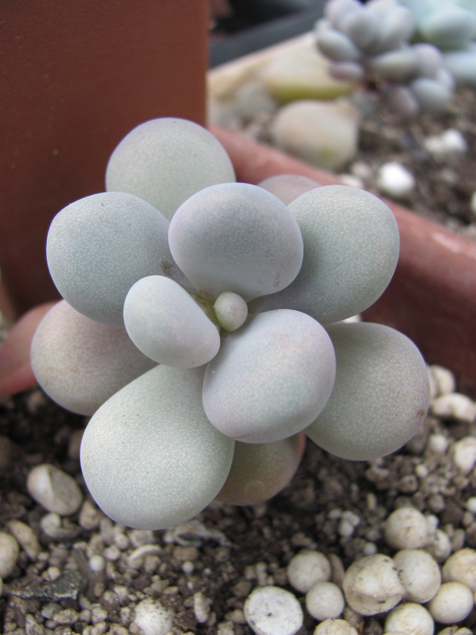Pachyphytum Pink