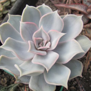 Echeveria lilacina Rosea