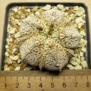 astrophytum super kabuto fukuryu own root