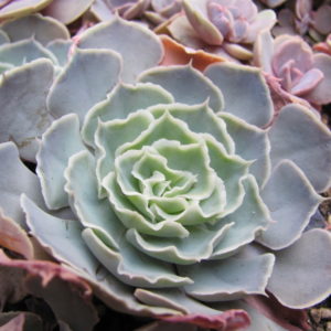 Echeveria shoviana