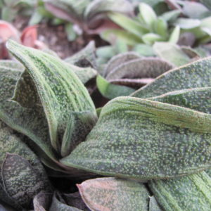 Gasteria  *Little  Vartny*    hybr.