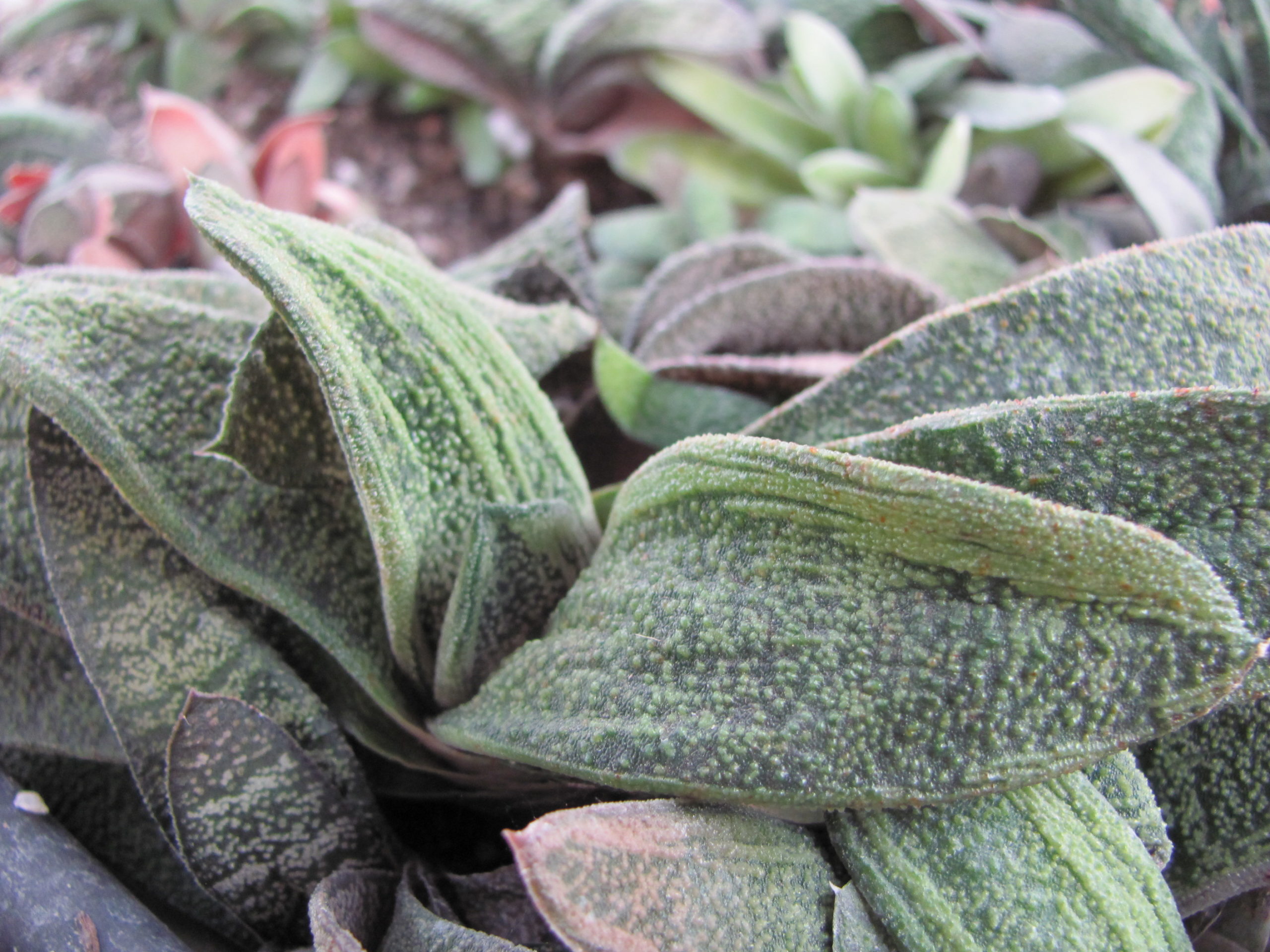 Gasteria  *Little  Vartny*    hybr.