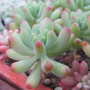 Sedum pachyphyllum