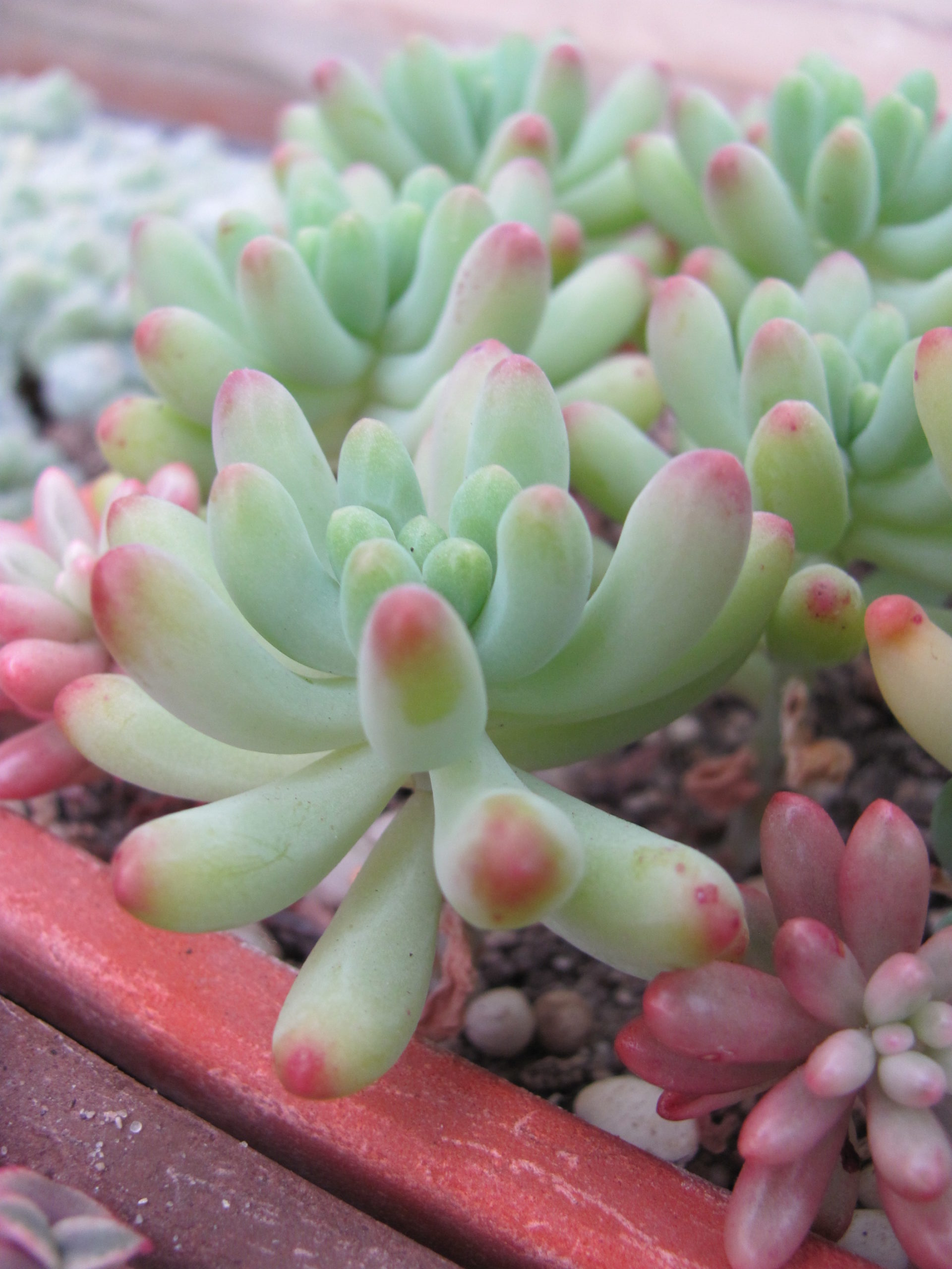 Sedum pachyphyllum