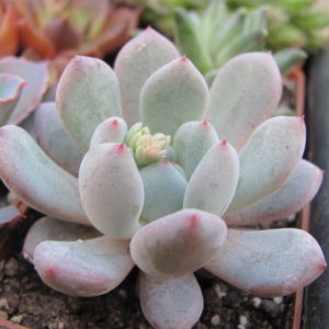 Echeveria Viant