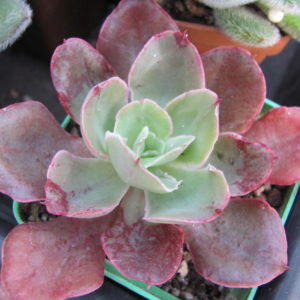 Echeveria   Red Prince