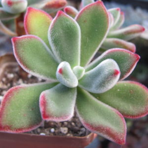 Echeveria pulvinata Ruby