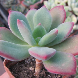 Echeveria pulvinata Ruby    hybr.