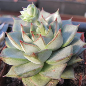 Echeveria Fabiola