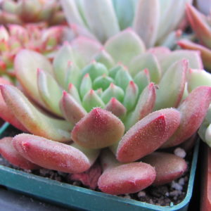 Echeveria  *Fantasia Carol*