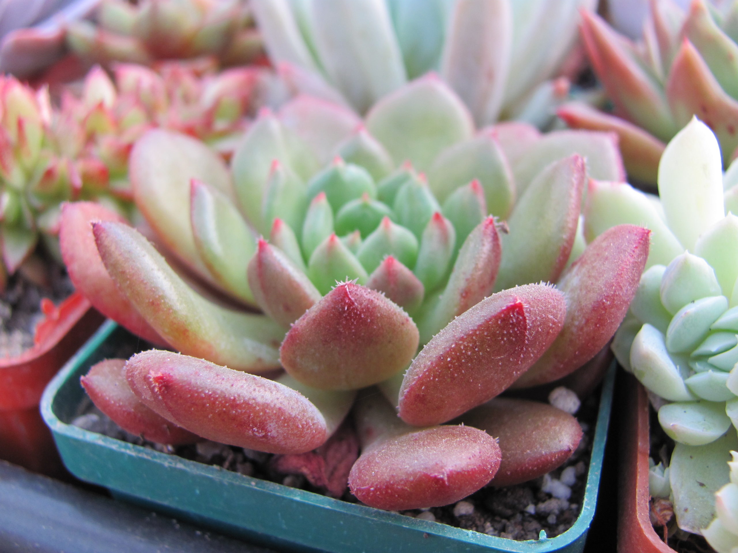 Echeveria  *Fantasia Carol*