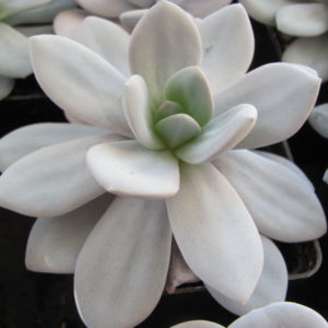 Echeveria laui