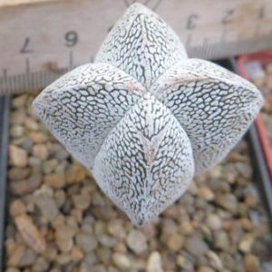 astrophytum onzuka v type