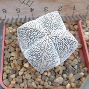 astrophytum onzuka