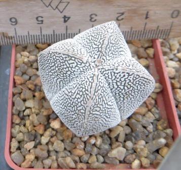 astrophytum onzuka