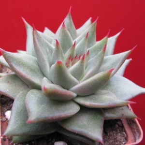 Echeveria agavoides  Aguamarin