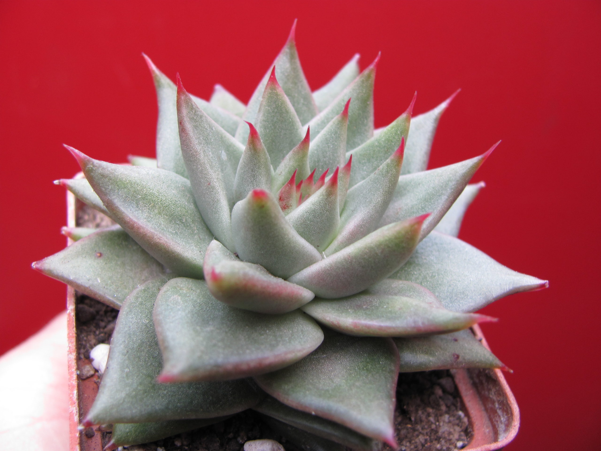 Echeveria agavoides  Aguamarin