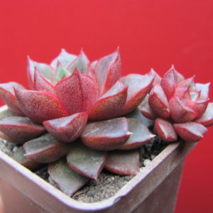 Echeveria purpusorum Red   ( hybrid Lipskiy )