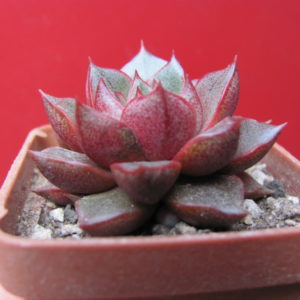 Echeveria purpusorum   Red   ( hybrid Lipskiy )