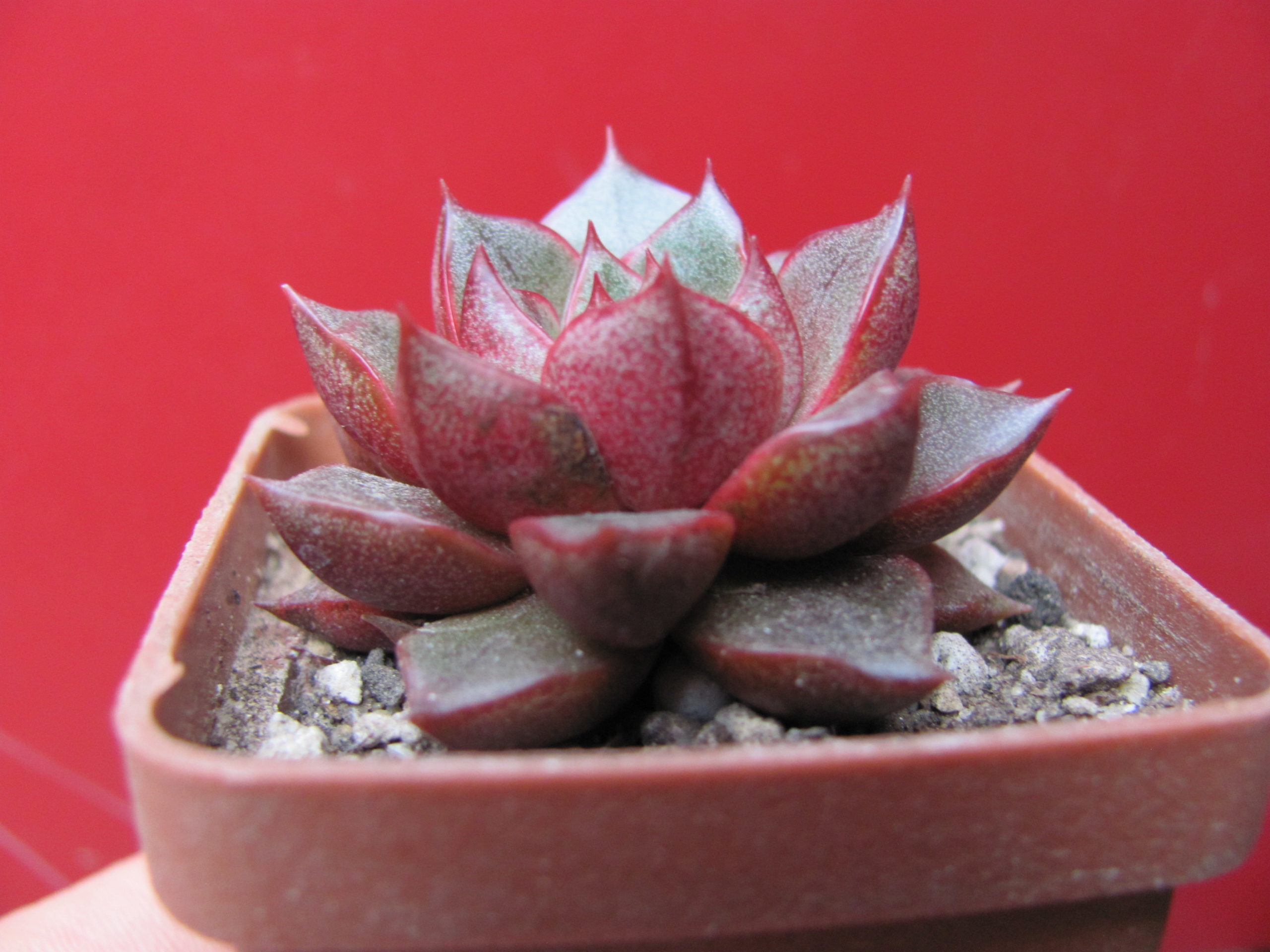Echeveria purpusorum Red ( hybrid Lipskiy )