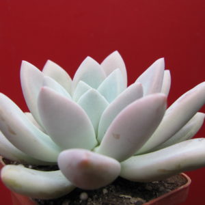 Pacheveria Opalina