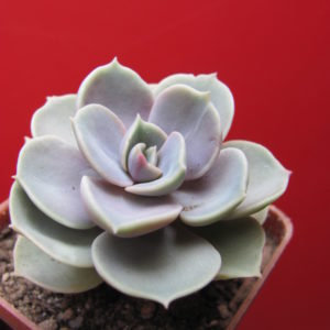 Echeveria Blue Surprise