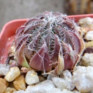haworthia arachnoidea var. aranea