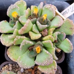 1870.1 MG titanopsis calcarea
