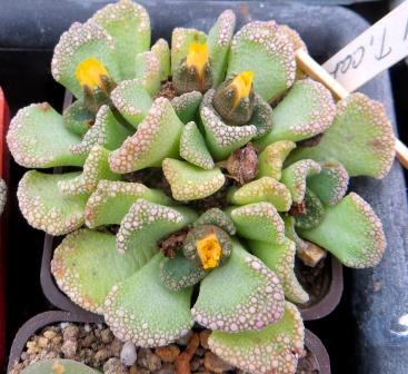 1870.1 MG titanopsis calcarea