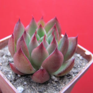 Echeveria agavoides  Cristmas