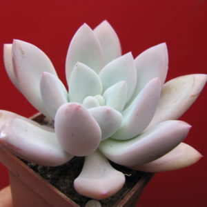 Pacheveria Opalina
