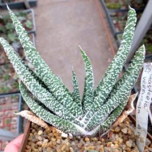gasteria verrucosa