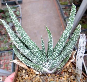 gasteria verrucosa