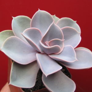 Echeveria Perle von Nurnberg