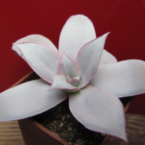 Echeveria Cante