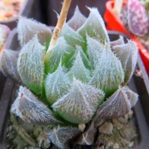 haworthia cooperi venusta